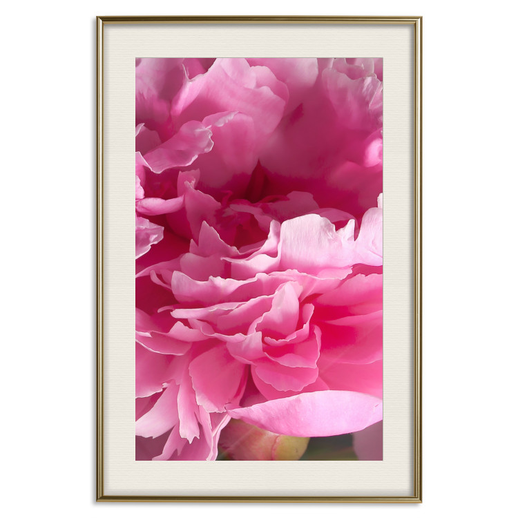 Poster Beautiful Peonies - flower with pink petals on the background of the same flowers 122822 additionalImage 19