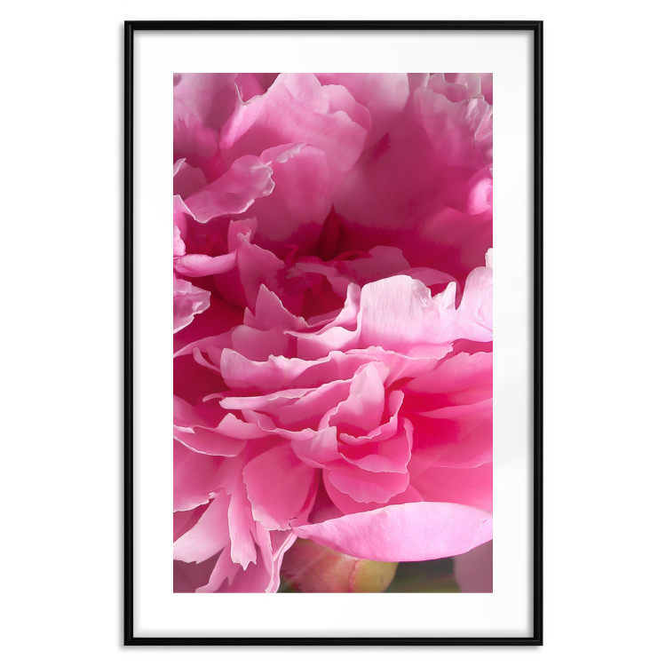 Poster Beautiful Peonies - flower with pink petals on the background of the same flowers 122822 additionalImage 15