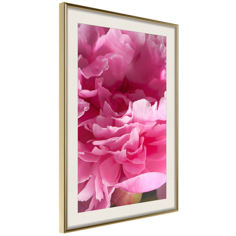 Poster Beautiful Peonies - flower with pink petals on the background of the same flowers 122822 additionalImage 2