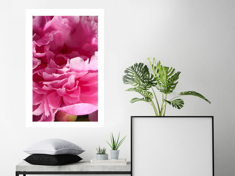 Poster Beautiful Peonies - flower with pink petals on the background of the same flowers 122822 additionalImage 2