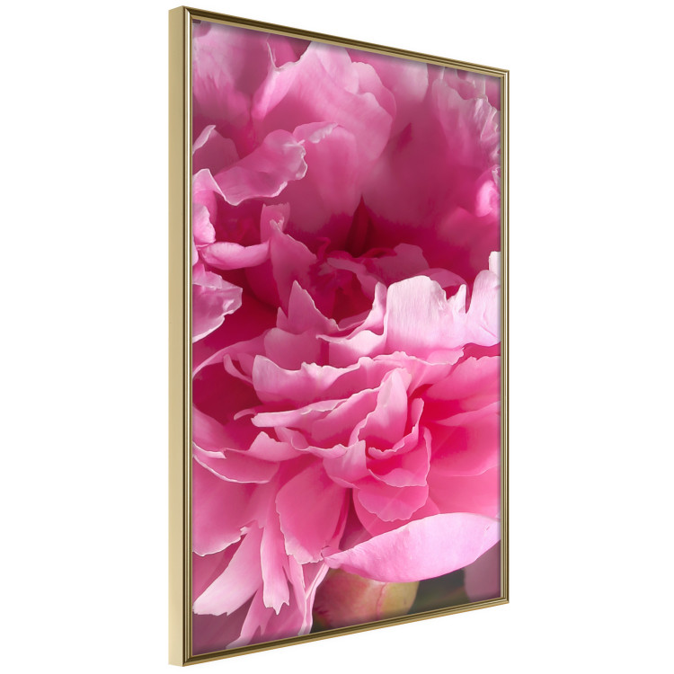 Poster Beautiful Peonies - flower with pink petals on the background of the same flowers 122822 additionalImage 12