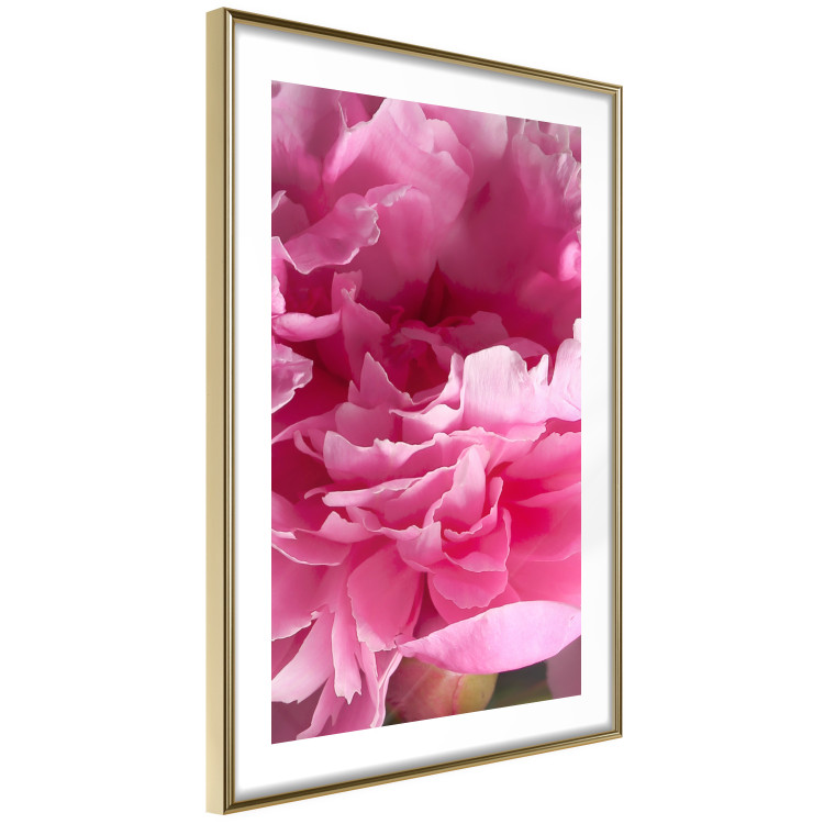 Poster Beautiful Peonies - flower with pink petals on the background of the same flowers 122822 additionalImage 6