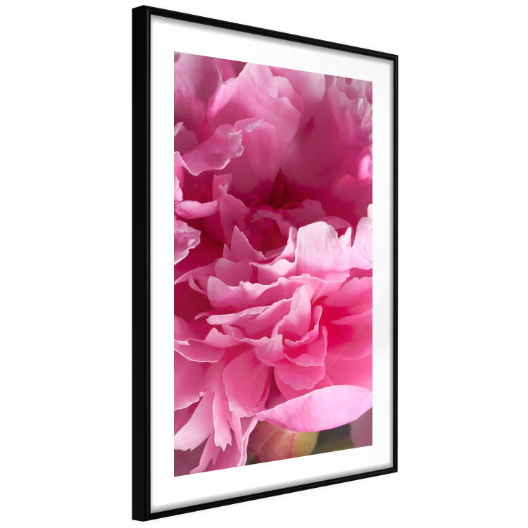 Poster Beautiful Peonies - flower with pink petals on the background of the same flowers 122822 additionalImage 11