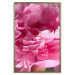Poster Beautiful Peonies - flower with pink petals on the background of the same flowers 122822 additionalThumb 16