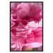 Poster Beautiful Peonies - flower with pink petals on the background of the same flowers 122822 additionalThumb 24