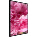 Poster Beautiful Peonies - flower with pink petals on the background of the same flowers 122822 additionalThumb 10