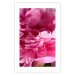Poster Beautiful Peonies - flower with pink petals on the background of the same flowers 122822 additionalThumb 25