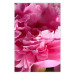 Poster Beautiful Peonies - flower with pink petals on the background of the same flowers 122822
