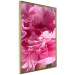 Poster Beautiful Peonies - flower with pink petals on the background of the same flowers 122822 additionalThumb 12