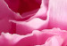 Poster Beautiful Peonies - flower with pink petals on the background of the same flowers 122822 additionalThumb 8