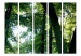 Room Divider Spring in the Park II - landscape of trees and leaves against sunlight 124022 additionalThumb 3