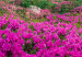 Canvas Art Print Alpine Rhododendrons (1 Part) Wide 125222 additionalThumb 4