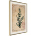 Wall Poster Herbalist's Dream - composition with green plant in vintage style 129422 additionalThumb 3