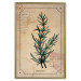 Wall Poster Herbalist's Dream - composition with green plant in vintage style 129422 additionalThumb 17