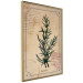 Wall Poster Herbalist's Dream - composition with green plant in vintage style 129422 additionalThumb 12