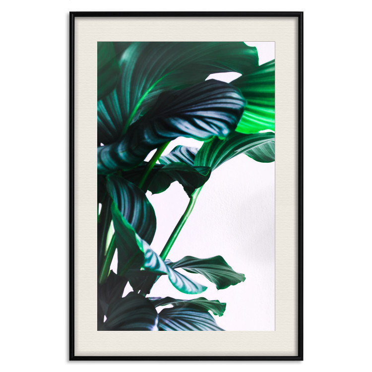 Poster Flexible Leaves - plant with green leaves on a contrasting background 129922 additionalImage 19