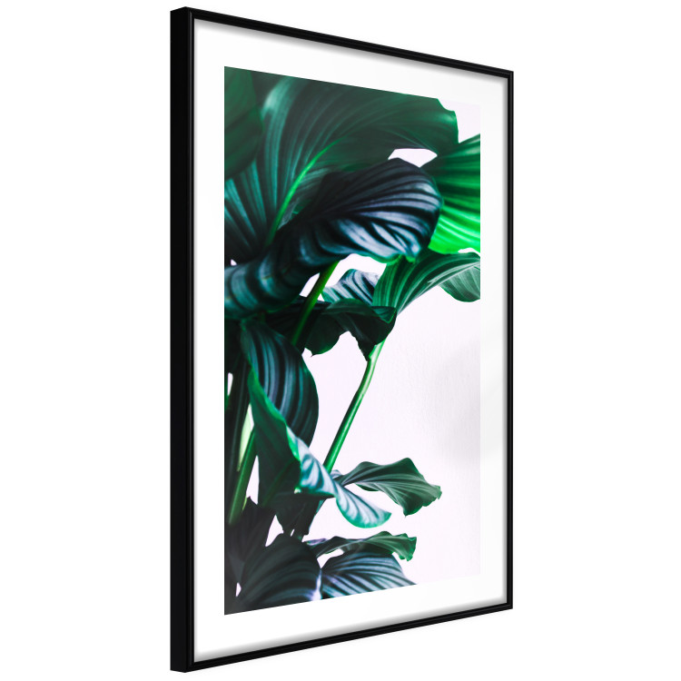 Poster Flexible Leaves - plant with green leaves on a contrasting background 129922 additionalImage 8