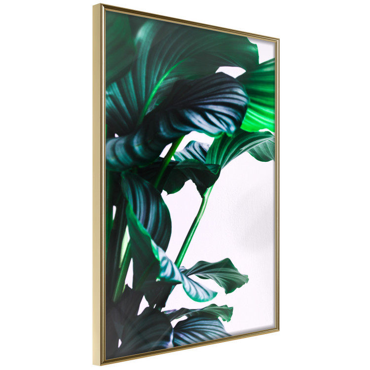 Poster Flexible Leaves - plant with green leaves on a contrasting background 129922 additionalImage 12