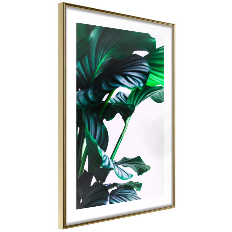 Poster Flexible Leaves - plant with green leaves on a contrasting background 129922 additionalImage 9
