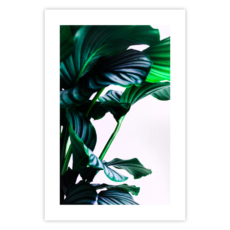 Poster Flexible Leaves - plant with green leaves on a contrasting background 129922 additionalImage 25