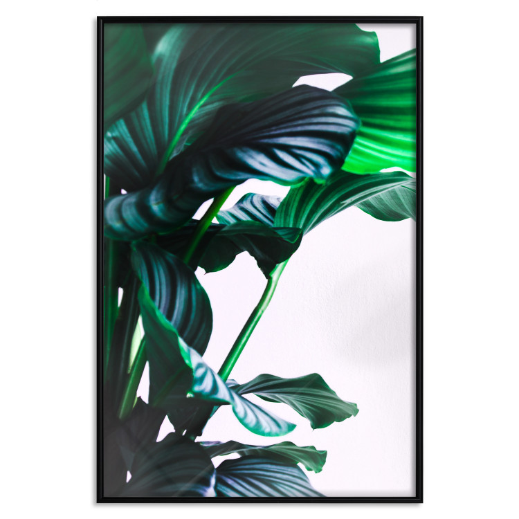Poster Flexible Leaves - plant with green leaves on a contrasting background 129922 additionalImage 18