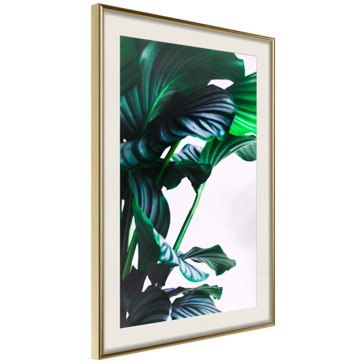 Poster Flexible Leaves - plant with green leaves on a contrasting background 129922 additionalImage 3