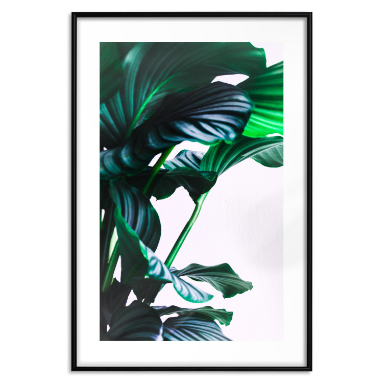 Poster Flexible Leaves - plant with green leaves on a contrasting background 129922 additionalImage 17