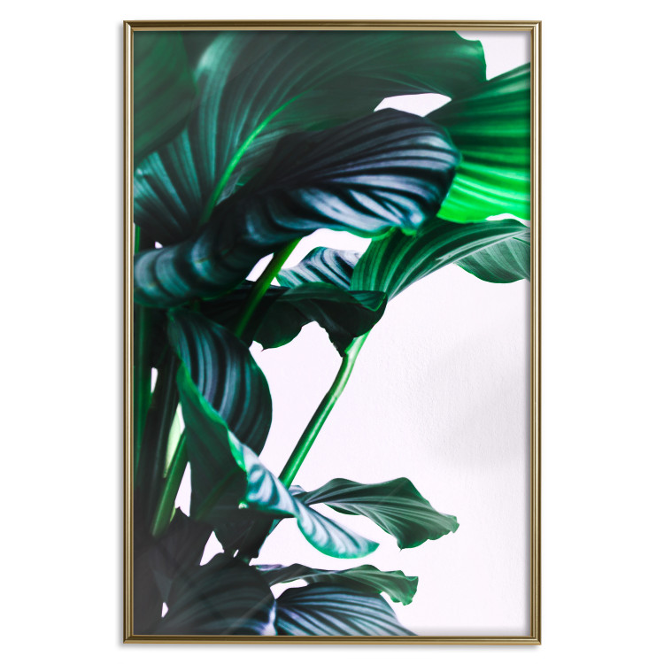 Poster Flexible Leaves - plant with green leaves on a contrasting background 129922 additionalImage 17