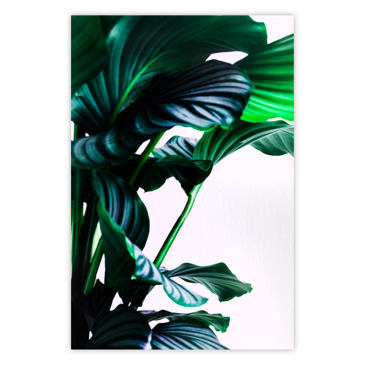 Poster Flexible Leaves - plant with green leaves on a contrasting background 129922