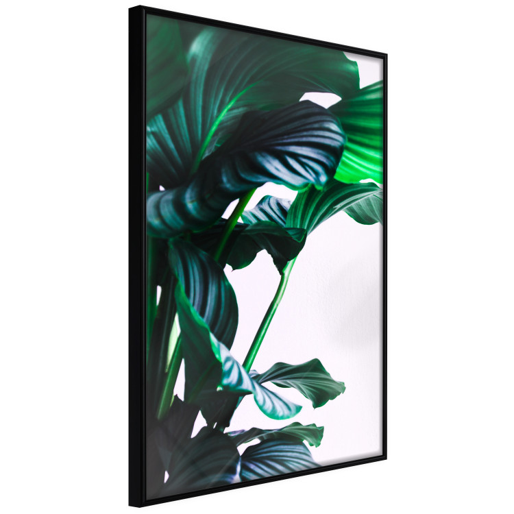 Poster Flexible Leaves - plant with green leaves on a contrasting background 129922 additionalImage 13