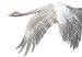 Wall Poster Crane Flight - landscape of a bird flying against a white sky in a watercolor motif 137922 additionalThumb 26