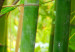 Canvas Bamboo grove 58822 additionalThumb 4