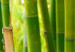 Canvas Bamboo grove 58822 additionalThumb 5