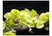 Wall Mural Still life with pebble and orchid 60222 additionalThumb 1