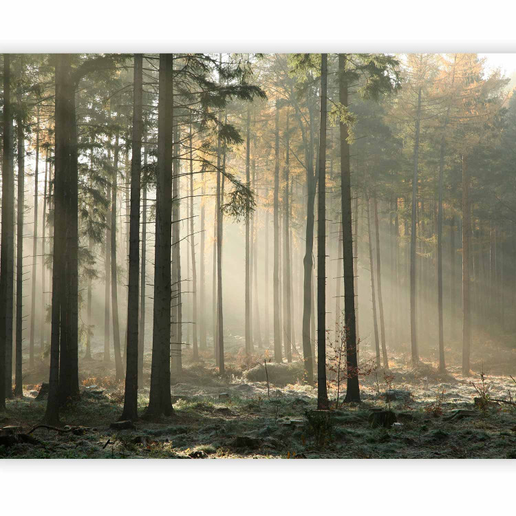 Photo Wallpaper November Morning - Forest Landscape with Tall Trees in Autumn Mist 60522 additionalImage 5