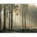 Photo Wallpaper November Morning - Forest Landscape with Tall Trees in Autumn Mist 60522 additionalThumb 5