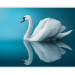 Photo Wallpaper Swan - reflection 61322 additionalThumb 5
