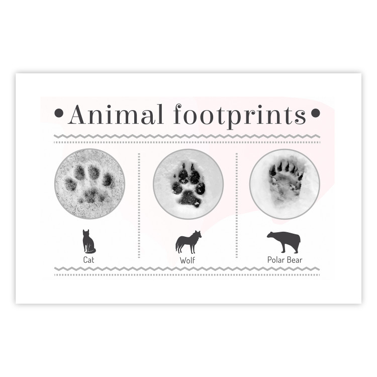 Wall Poster Paw Prints - animal paw prints with black signatures and graphics 122932 additionalImage 19