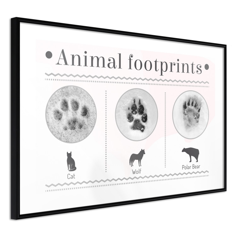 Wall Poster Paw Prints - animal paw prints with black signatures and graphics 122932 additionalImage 11