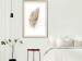 Poster Transience (Beige) - velvety feather in a single color on a white background 125232 additionalThumb 21