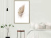 Poster Transience (Beige) - velvety feather in a single color on a white background 125232 additionalThumb 13