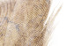 Poster Transience (Beige) - velvety feather in a single color on a white background 125232 additionalThumb 9