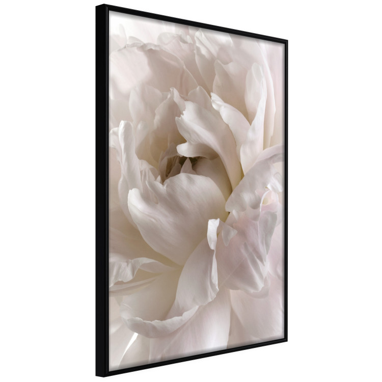 Wall Poster Fluffy Absent-mindedness - white velvety flower in light composition 127832 additionalImage 13