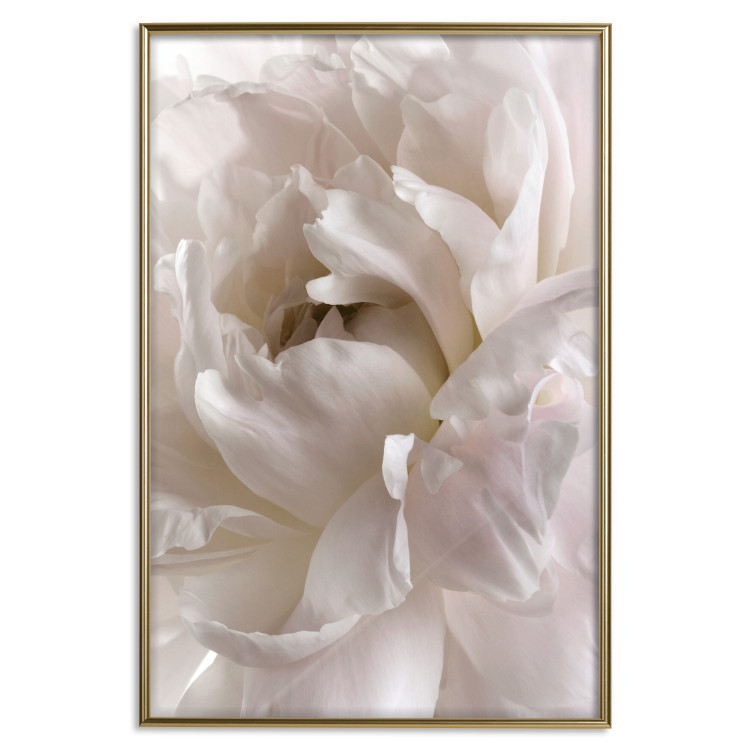 Wall Poster Fluffy Absent-mindedness - white velvety flower in light composition 127832 additionalImage 21