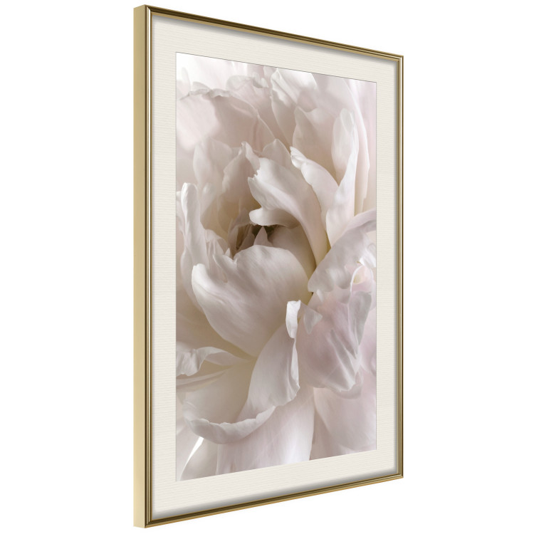 Wall Poster Fluffy Absent-mindedness - white velvety flower in light composition 127832 additionalImage 3