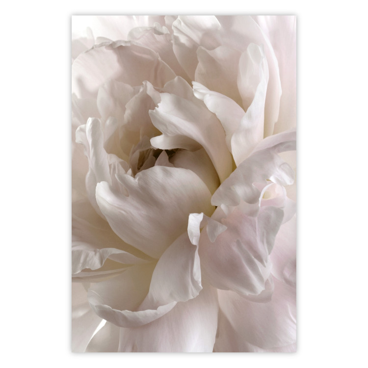 Wall Poster Fluffy Absent-mindedness - white velvety flower in light composition 127832