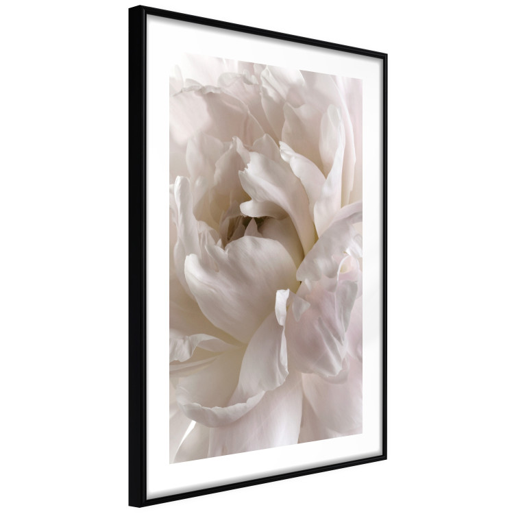 Wall Poster Fluffy Absent-mindedness - white velvety flower in light composition 127832 additionalImage 8