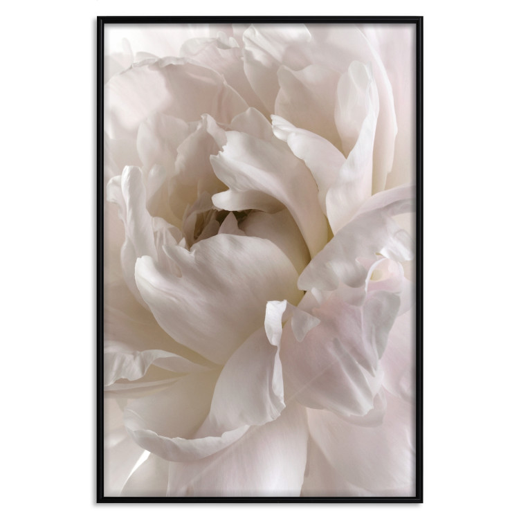 Wall Poster Fluffy Absent-mindedness - white velvety flower in light composition 127832 additionalImage 16