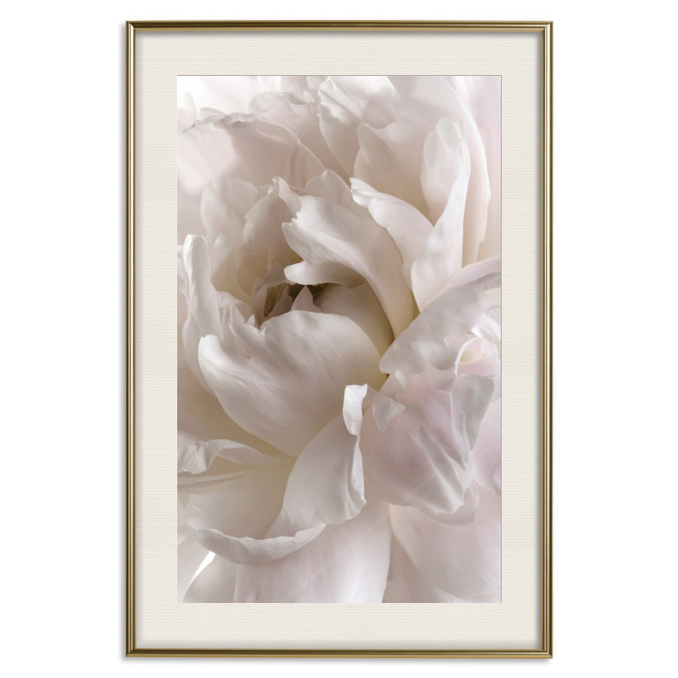 Wall Poster Fluffy Absent-mindedness - white velvety flower in light composition 127832 additionalImage 20