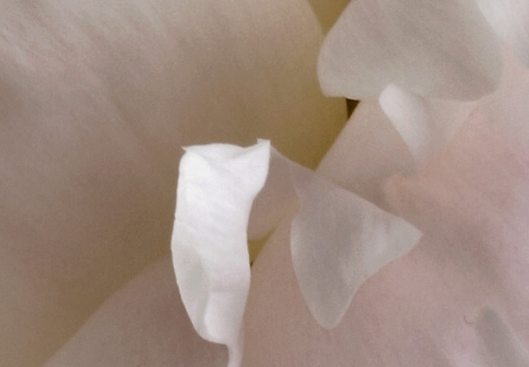 Wall Poster Fluffy Absent-mindedness - white velvety flower in light composition 127832 additionalImage 12